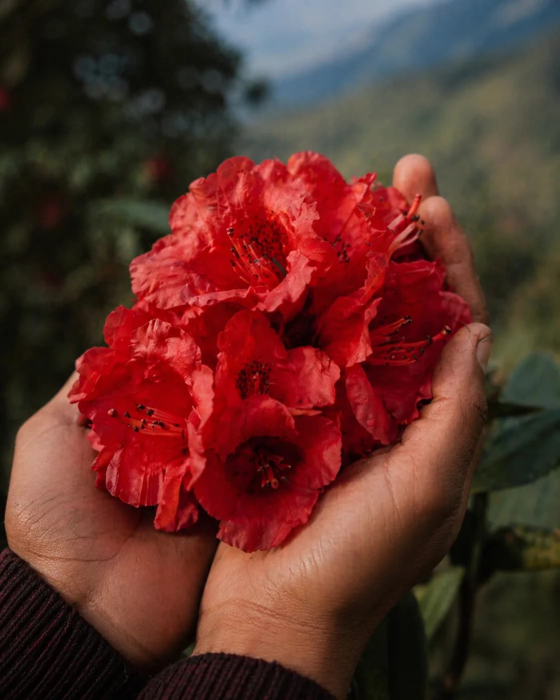 Freshly collected Rhododendron blooms in the BURANSH landscape