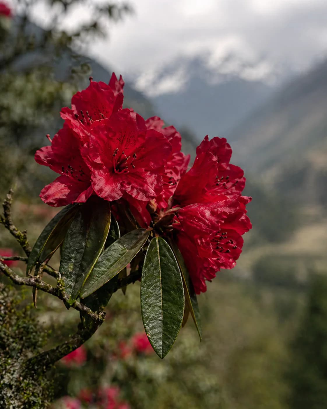 Rhododendron blooms at altitude during the BURANSH staycation experience